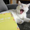 Mon Chat et Moi | Version Vert – Image 8